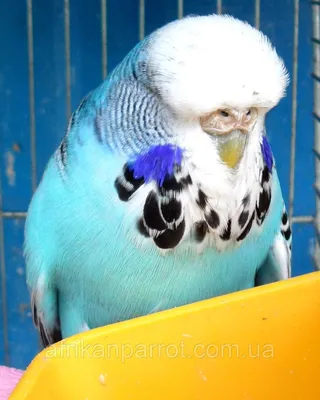 Выставочный волнистый попугай - ВВП ЧЕХ выкормыш - Попугаи