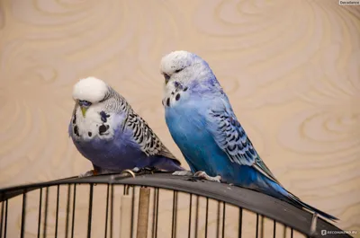 Попугай Волнистый Чеx (самец) купить в интернет-магазине AQUA-SHOP