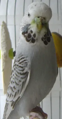 Выставочный волнистый попугай (ЧЕХ) питомник king-parrot.ru - YouTube