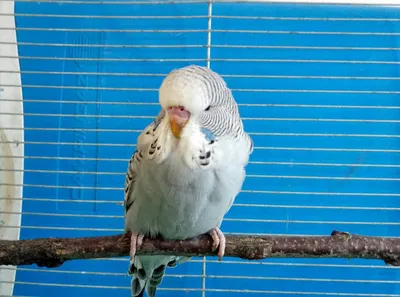 Волнистый попугайчик чех (42 фото) - красивые фото и картинки pofoto.club