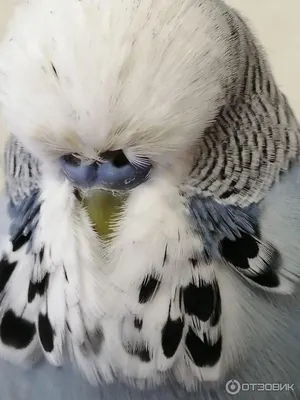 БАНДА ПОПУГАЕВ: Выставочный птенец волнистого попугая чех