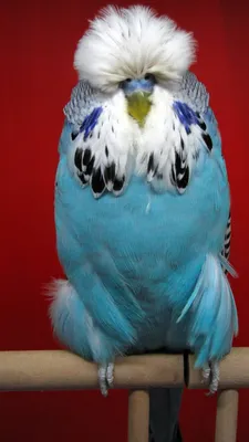 Волнистый попугай (чех) в Артеме от 2 500 руб. на Bird1.Ru
