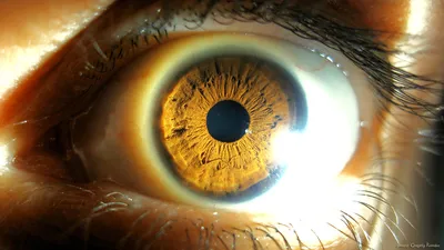 Голубой человеческий глаз с черным крупным планом глазного яблока. Стоковое  Изображение - изображение насчитывающей объективы, смотреть: 195779187