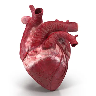 Человеческое сердце фото 60 фото