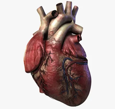 Человеческое сердце 3D Модель $99 - .obj .fbx .ma - Free3D