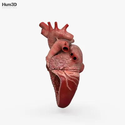 Человеческое сердце Медицина, внутренние органы зацепляет икону Иллюстрация  вектора - иллюстрации насчитывающей икона, микстура: 107695458