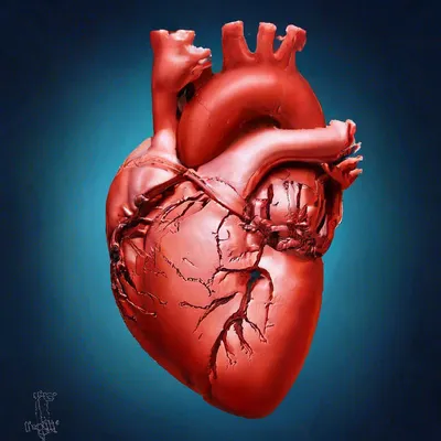 Насколько сильно человеческое сердце - 7,8, а может 10 метров | Тесты и  интересные статейки | Дзен