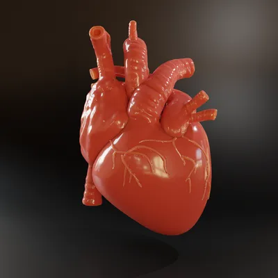Человеческое Сердце — стоковые фотографии и другие картинки Сердце - Сердце,  Символ сердца, Сердце человека - iStock