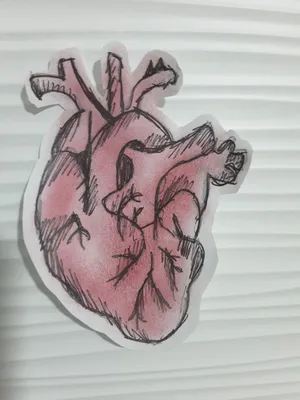 Человеческое сердце - анатомия человеческой иллюстрации сердца 3d  Иллюстрация штока - иллюстрации насчитывающей луч, анархиста: 125617935