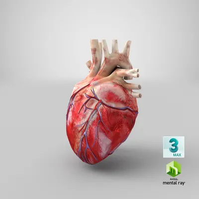 Человеческое сердце - анатомия человеческой иллюстрации сердца 3d  Иллюстрация штока - иллюстрации насчитывающей биохимии, накалять: 125536308