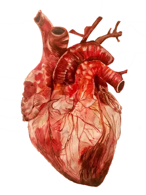 Человеческое сердце картинки - 81 фото