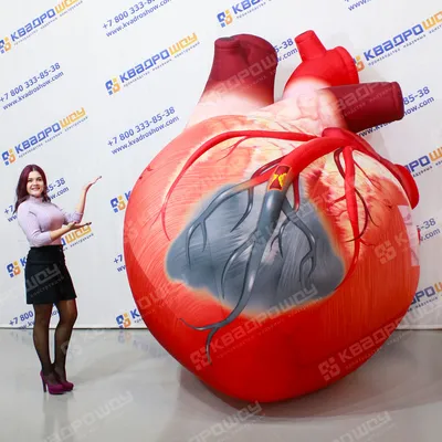 Человеческое сердце | Человеческое сердце
