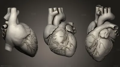 Реальное человеческое сердце 3d с венозной системы Иллюстрация штока -  иллюстрации насчитывающей жизнь, орган: 197596927