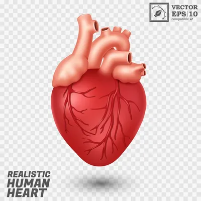 Человеческое сердце. Орган анатомического мышц человеческого органа крови  насосов разрез внутренний с сердечно-сосудистой системой Иллюстрация  вектора - иллюстрации насчитывающей циркуляция, мышечно: 214102066