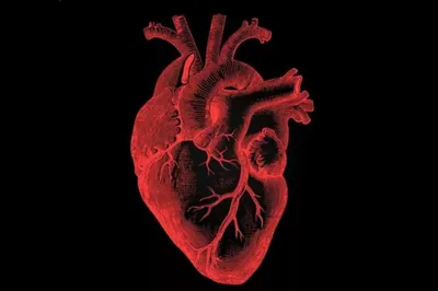 BB.lv: Создано первое в мире человеческое сердце, напечатанное на  3D-принтере