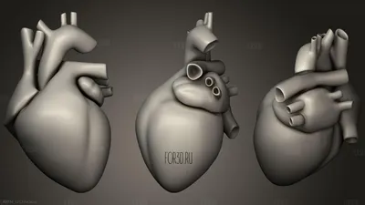 Человеческое сердце иллюстрация штока. иллюстрации насчитывающей людск -  44796699