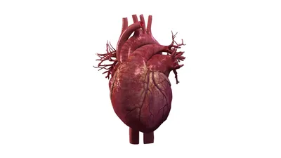 рисунок акварелью человеческое сердце розовый цвет Stock Photo | Adobe Stock