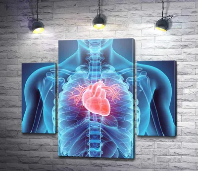изображение которое показывает человеческое сердце, 3d рендеринг эффектов  свечения контура сердца на черном фоне, Hd фотография фото фон картинки и  Фото для бесплатной загрузки