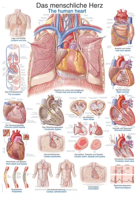 Человеческое сердце стоковое изображение. изображение насчитывающей  вентрикулярно - 75373011