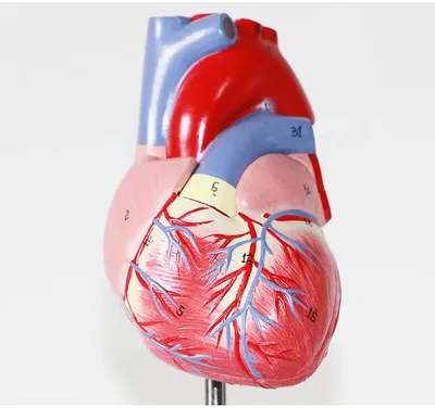 Человеческое Сердце Анатомией Системы Кровообращения Медицинской Концепции  Иллюстрации стоковое фото ©My_box_pra 427251326