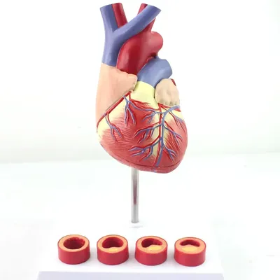 человеческое сердце. анатомические мышечные человеческие насосы кровеносные  органы отделяют внутренний орган системой кровообращен Иллюстрация штока -  иллюстрации насчитывающей сердце, конструкция: 253157852