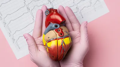 Человеческое сердце стоковое фото. изображение насчитывающей диастолическо  - 75367800