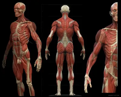 Мужское тело без кожи, анатомии и иллюстрации мышц 3d изолированной на  белизне Иллюстрация штока - иллюстрации насчитывающей человек, здоровье:  111139148