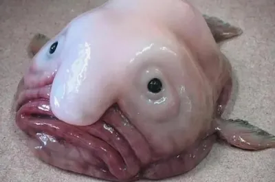 Рыба с лицом человека: Рыба-капля стала талисманом британского Общества  охраны уродливых животных | Новости в 'Час Пик'