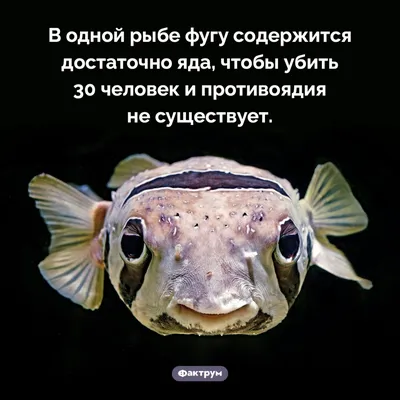 Рыбу объявили опасной для иммунной системы человека: новости, рыба,  иммунитет, здоровье, диеты