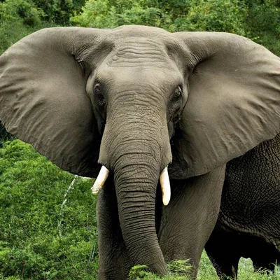 Человек-слон, 1980 — описание, интересные факты — Кинопоиск