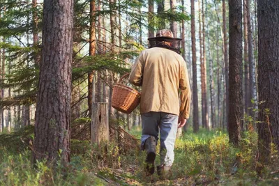 Человек в лесу в горах летом. Стоковое Изображение - изображение  насчитывающей перемещение, взгляд: 186440831