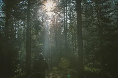 Одинокий человек в лесу, в дали …» — создано в Шедевруме