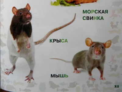 Чем отличаются крысы от мышей / Места обитания крыс / Особенности крыс.  Жизнь животных - YouTube