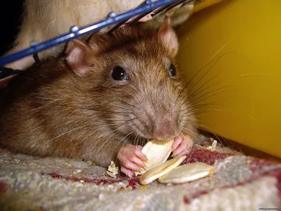 чем мышь отличается от крысы｜Búsqueda de TikTok
