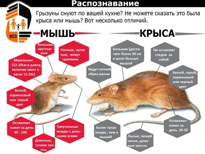 Что такое отпугиватель крыс и мышей, какой лучше выбрать?