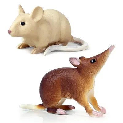 Чем отличаются мыши и крысы