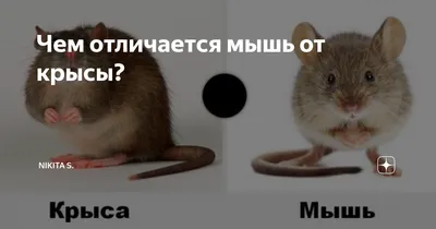 Чем отличаются мыши и крысы