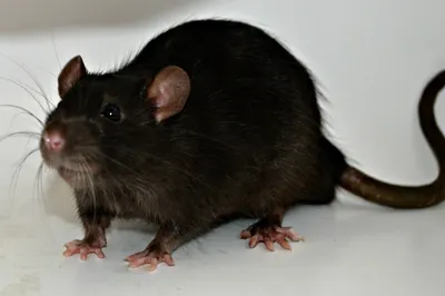 Крыса или мышь? Сходства и различия | Крыски уходят по-английски | Дзен