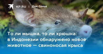 Окрасы мышей, часть 1. Селф. | ВКонтакте