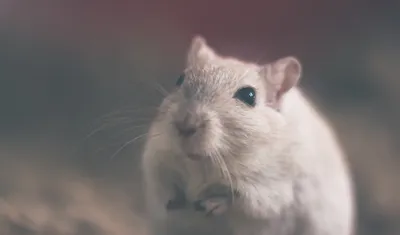 1 шт., детский пластиковый мышь-крыс | AliExpress