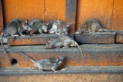 Крыса или мышь? Сходства и различия | Крыски уходят по-английски | Дзен