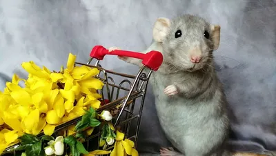 Да, я крыса: лучшие мемы с грызунами - Рамблер/новости