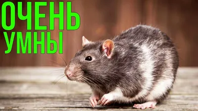 Как избавиться от крыс в домашних условиях - Бізнес новини Полтави