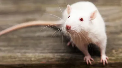 Ученые выяснили, как крысы улыбаются ушами | Українські Новини