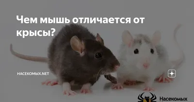 Что такое отпугиватель крыс и мышей, какой лучше выбрать?