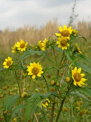 Череда трехраздельная (Bidens tripartita)