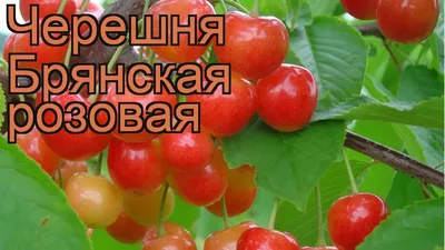 Отзыв о Черешня \"Брянская розовая\" | Хороший сорт для подмосковья