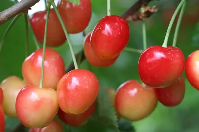 Черешня Брянская розовая - Черешня - GardenPlants