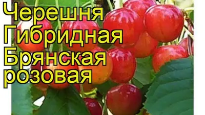 Купить Черешня БРЯНСКАЯ РОЗОВАЯ в Борисове - описание, отзывы