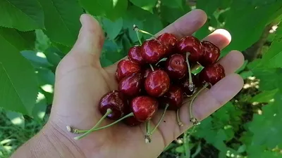 Черешня Бычье Сердце ? купить с доставкой почтой по РФ, СДЭК курьер, ПВЗ,  цены и фото